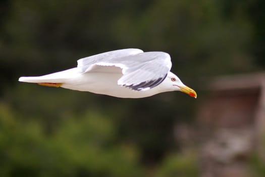 Flying seagull