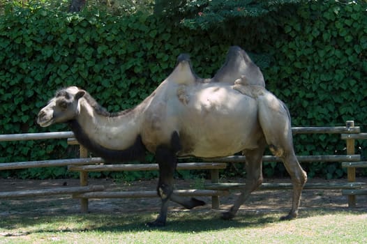 Camel