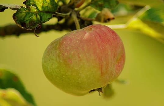 That's how fresh from the tree they taste best...!
