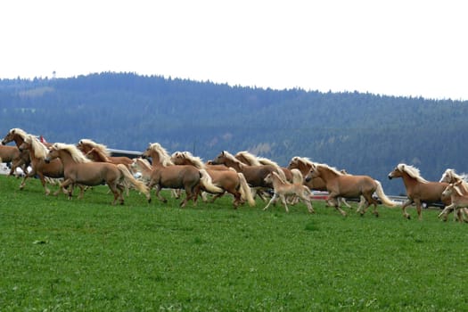 Haflinger herd 2