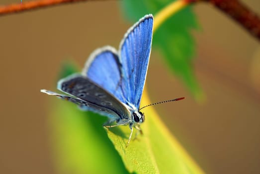 blue 1