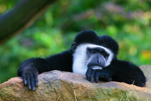 Even the monkeys are too warm.
