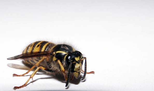 Wasp