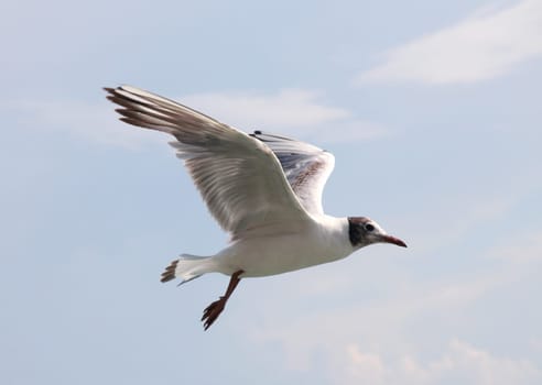 Gull
