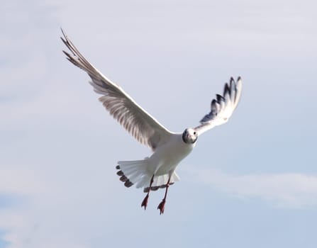 Gull