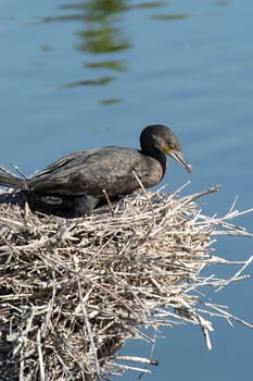 Cormorant 01