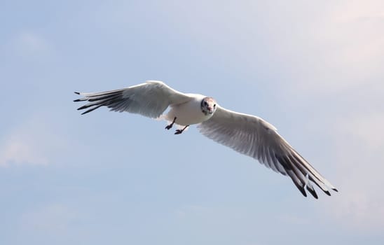 Gull