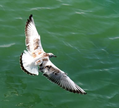 Gull