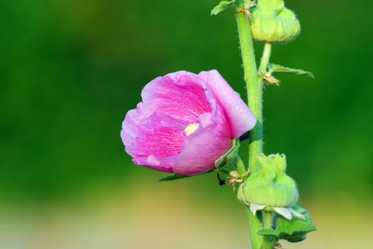 Hollyhock 3