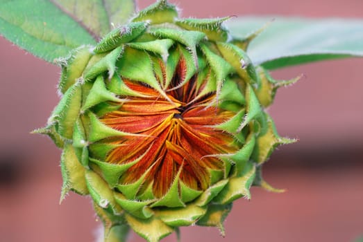 Sunflower 2