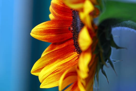 Sunflower 3