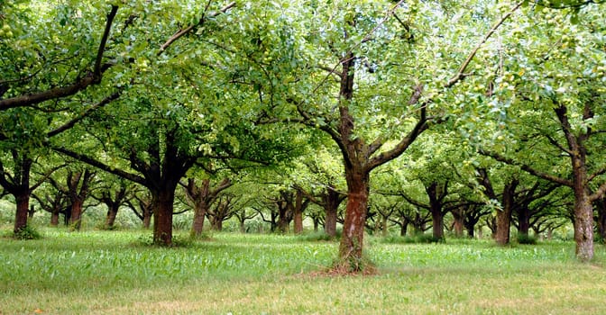 Apple tree grove