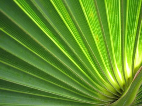 Palm frond