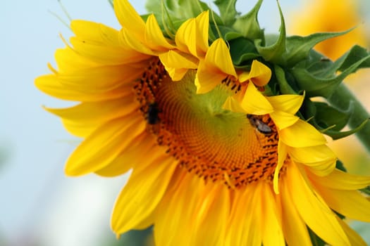 facing the sun