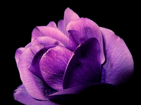 Anemone