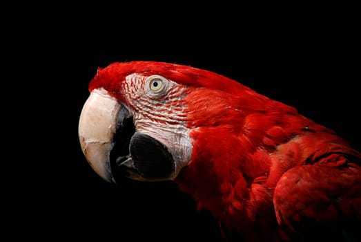Red macaw