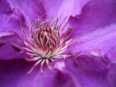 Clematis