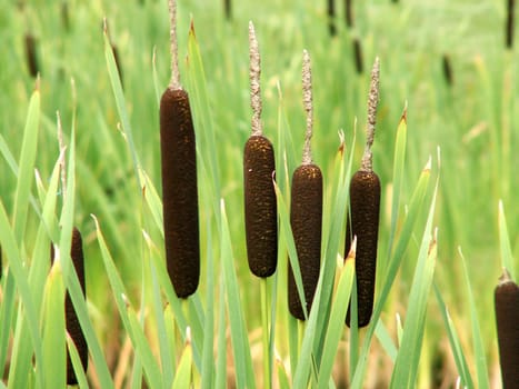 Cattail
