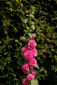 Hollyhock
