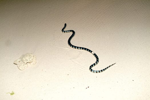 This highly venomous sea snake came out of the sea in the evening to rest in a bush on the beach.