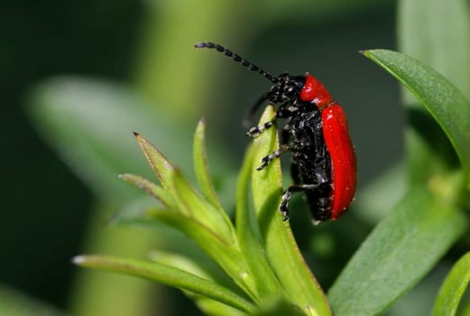 The Lily Cockerel (Lilioceris lilii) is a species of beetle in the leaf beetle family. The animals are six to eight millimeters in size. They have a sealed-wax red pronotum,elytra of the same color and a black head. The lily cockerel is d