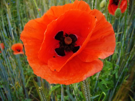 Poppy