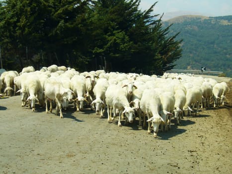 Flock of sheep