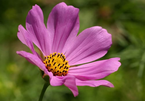 Das Schmuckk-rbchen (lat.: Cosmea auch: Cosmos bipinnatus) ist eine einj-hrige Zierpflanze. Sie hat gefiederte Bl'tter und tr'gt von Juli bis Oktober gro'e Bl'ten in wei',pink,dunkelrot oder flieder. Sie wird 60 bis 120 cm hoch und l'sst sich leicht au