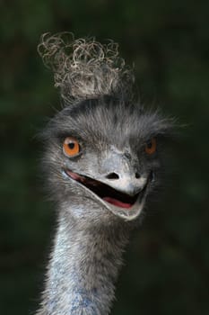Emu look