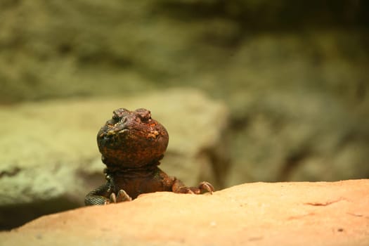 Variable spiny-tailed dragon (Uromastyx acanthinura)