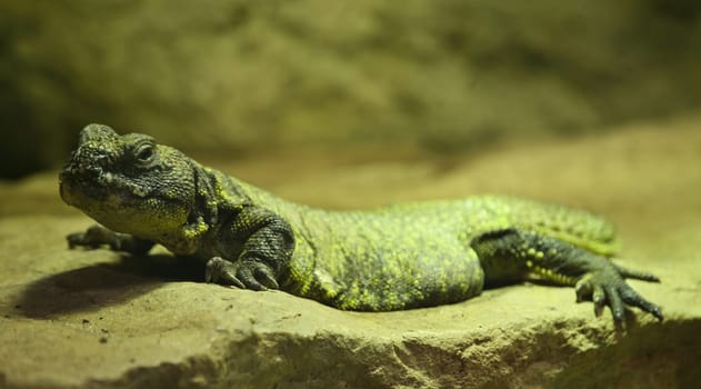 Variable spiny-tailed dragon (Uromastyx acanthinura)
