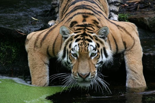 Siberian tiger