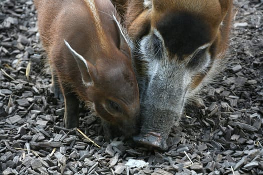 Potamochoerus porcus