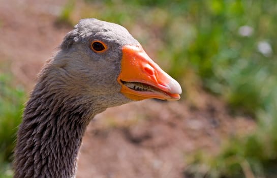 Greylag goose