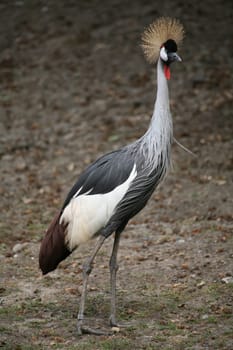 Balearica pavonina