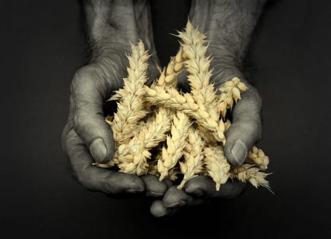 Harvest time