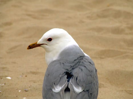 Herring gull