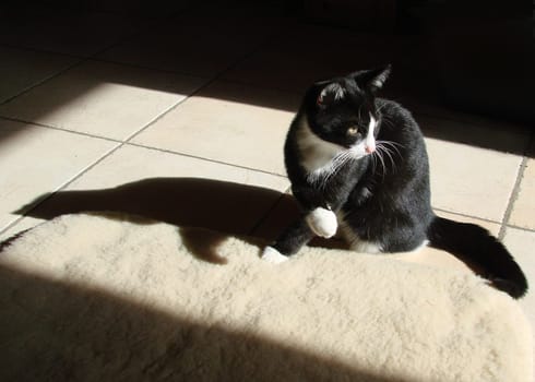 Felix on the first morning in his new home.