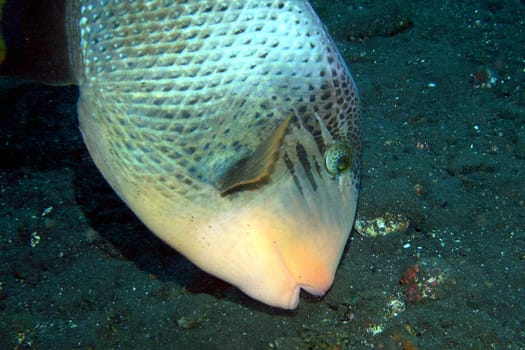 The triggerfish should be photographed with caution! Very quickly he bit a diver!