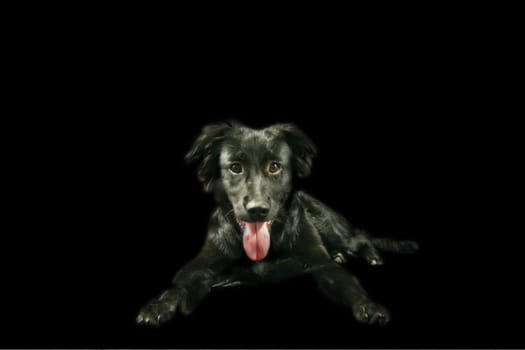 my 5-month-old Lappi / shepherd / colli mixed breed was in the studio for the first time as a model Oh man,I still have a lot to learn in this area,is there anyone nearby where I can go to the "studio"" school ??"