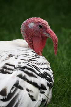 Beautiful turkey