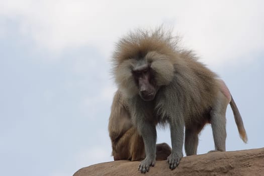 Baboon stands at the top of his rock