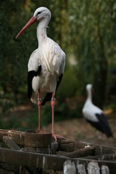 Ciconia ciconia