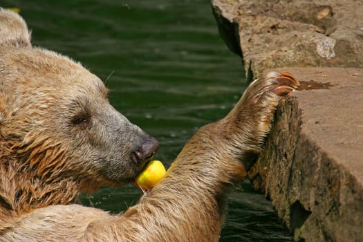 In this heat,we only eat in the water.