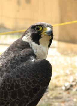 Peregrine falcon