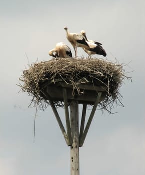 Stork's Nest 2