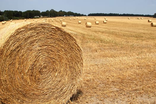 Stubble field