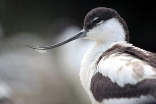 Crooked beak