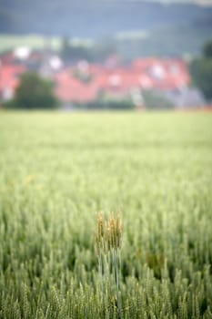 Wheat field with (blurred) houses in the background