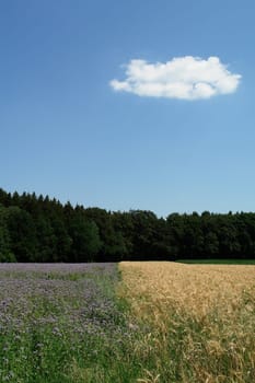 Field splendour